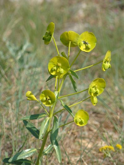 Euphorbia kotschyana, photographed by Jean-Paul Boerekamps