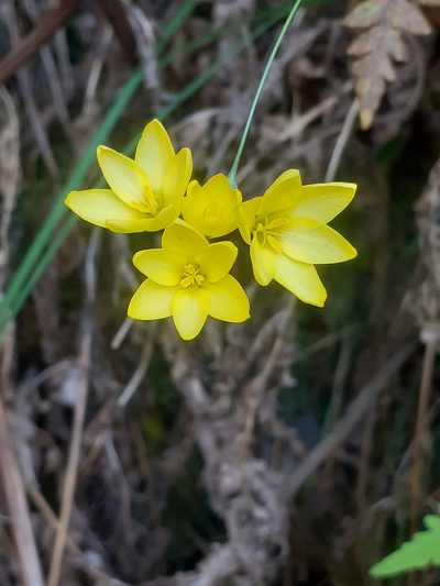 Ixia odorata, photographed by Brian du Preez