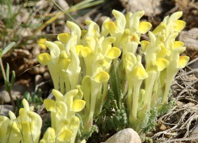 Scutellaria orientalis, photographed by Jean-Paul Boerekamps