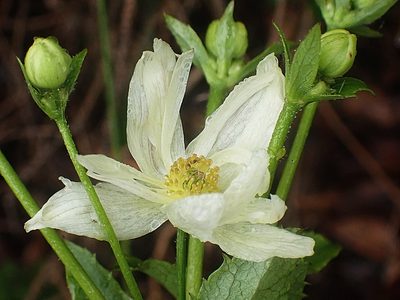 Knowltonia vesicatoria, photographed by Di Turner