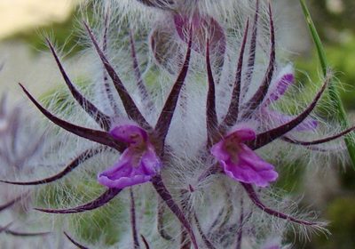 Stachys lavandulifolia, photographed by Jean-Paul Boerekamps