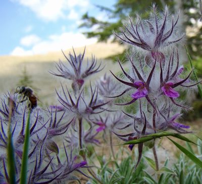 Stachys lavandulifolia, photographed by Jean-Paul Boerekamps