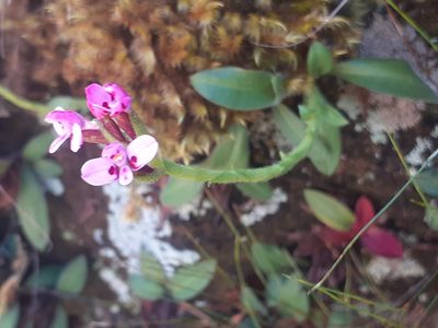 Disa glandulosa, photographed by Brian du Preez