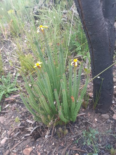Senecio retortus, photographed by Brian du Preez