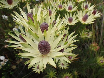 Leucadendron loeriense, photographed by Di Turner