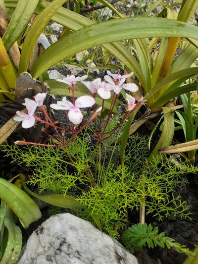 Pelargonium artemisiifolium, photographed by Brian du Preez