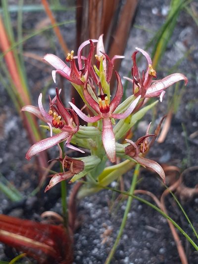 Pachites bodkinii, photographed by Brian du Preez