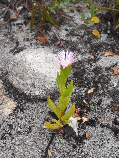 Erepsia oxysepala, photographed by Brian du Preez