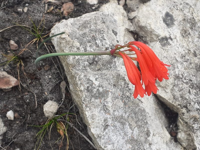 Cyrtanthus collinus, photographed by Brian du Preez
