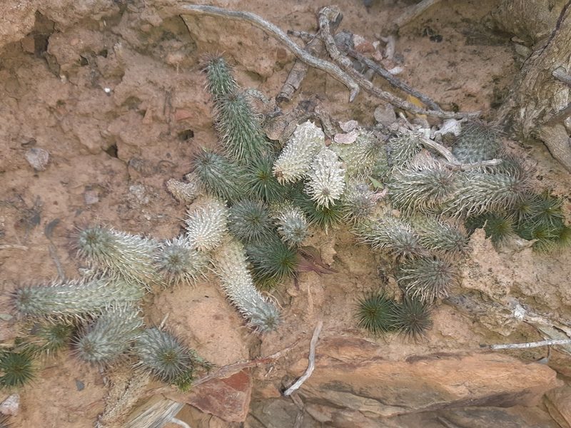 Huernia pillansii, photographed by Brian du Preez