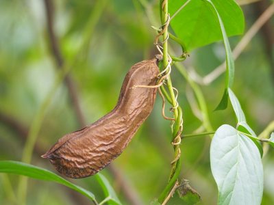 Canavalia lineata, photographed by 葉子