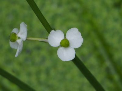 Sagittaria trifolia, photographed by 葉子