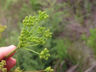 Glia prolifera, photographed by linkie