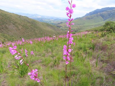Watsonia borbonica, photographed by linkie