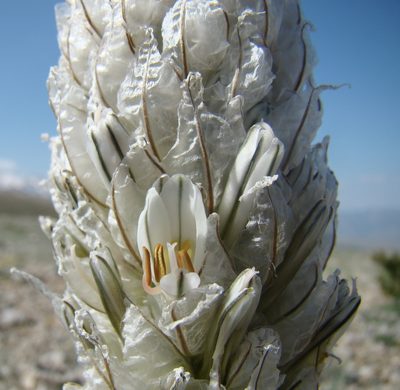 Asphodeline taurica, photographed by Jean-Paul Boerekamps