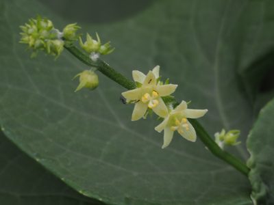 Sicyos edulis, photographed by 葉子