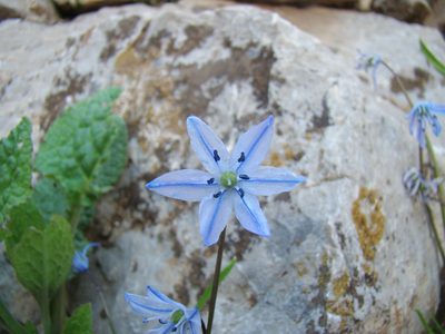 Scilla ingridiae, photographed by Jean-Paul Boerekamps