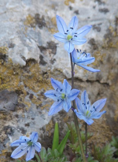 Scilla ingridiae, photographed by Jean-Paul Boerekamps