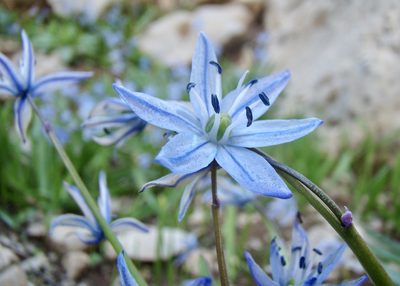 Scilla ingridiae, photographed by Jean-Paul Boerekamps