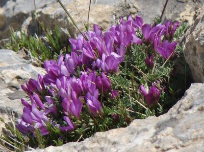 Onobrychis cornuta, photographed by Jean-Paul Boerekamps