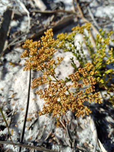 Paronychia chartacea, photographed by Scott Ward