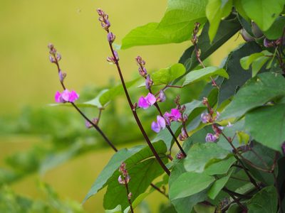 Lablab purpureus, photographed by 葉子