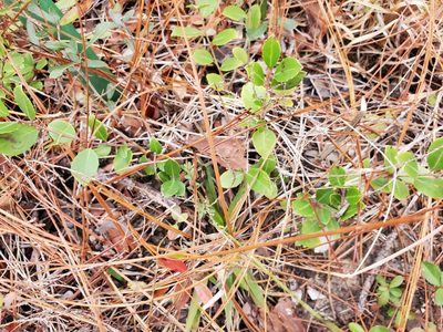 Ilex coriacea, photographed by johnyochum