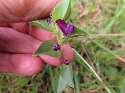 Psoralea imbricata, photographed by linkie