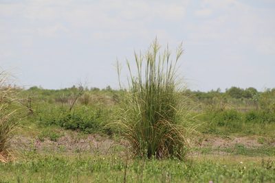Coleataenia prionitis, photographed by demianlescano