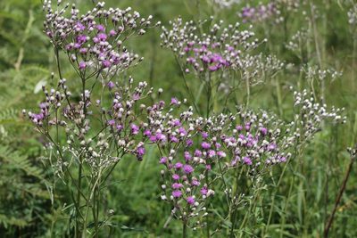 Vernonia incana, photographed by demianlescano