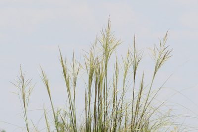Coleataenia prionitis, photographed by demianlescano