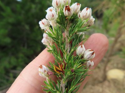 Erica triflora, photographed by linkie