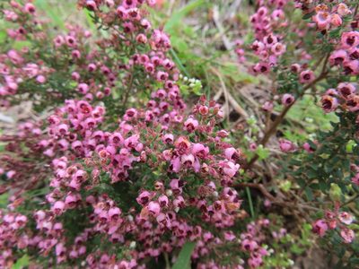 Erica setosa, photographed by linkie