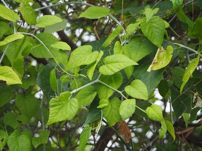 Cissus kerrii, photographed by 葉子