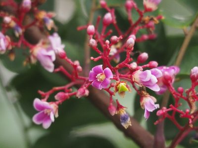 Averrhoa carambola, photographed by 葉子