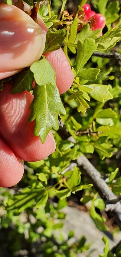 Searsia tripartita, photographed by Mehdi Chetibi
