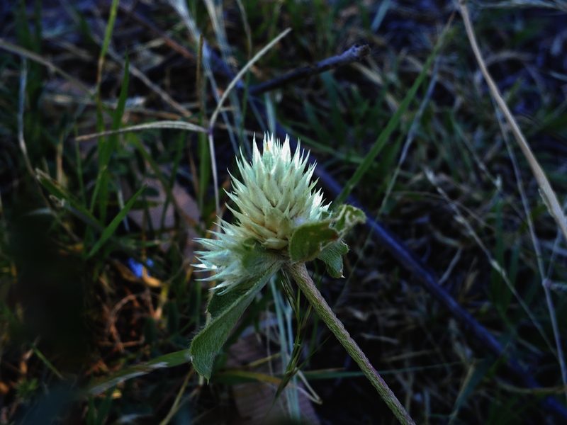Gomphrena nitida, photographed by Milka Valenzuela