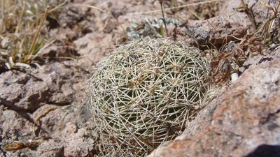 Coryphantha compacta, photographed by Alejandro Sigala Chávez