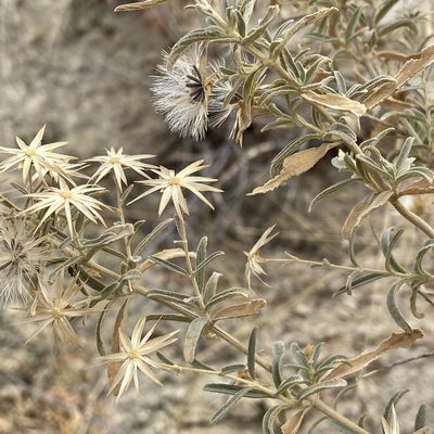 Brickellia venosa, photographed by Sue Carnahan