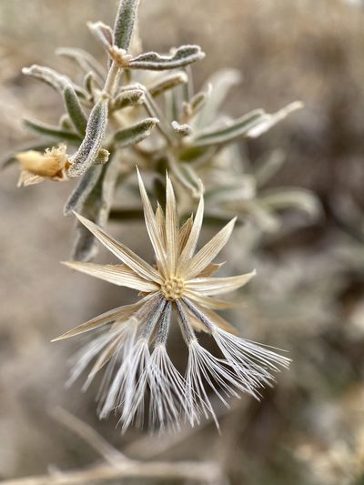 Brickellia venosa, photographed by Sue Carnahan