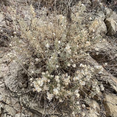 Brickellia venosa, photographed by Sue Carnahan