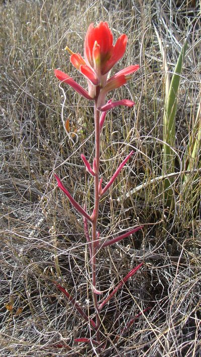Castilleja rigida, photographed by Alejandro Sigala Chávez