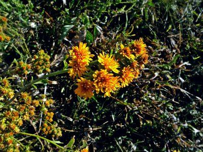 Xanthocephalum gymnospermoides, photographed by Milka Valenzuela