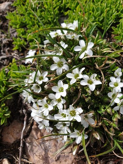 Arenaria ciliata, photographed by Étienne Léveillé-Bourret