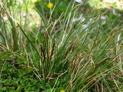 Carex myosuroides, photographed by Étienne Léveillé-Bourret