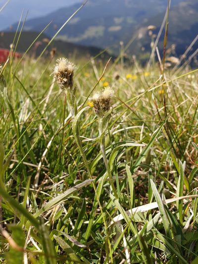 Antennaria carpatica, photographed by Étienne Léveillé-Bourret
