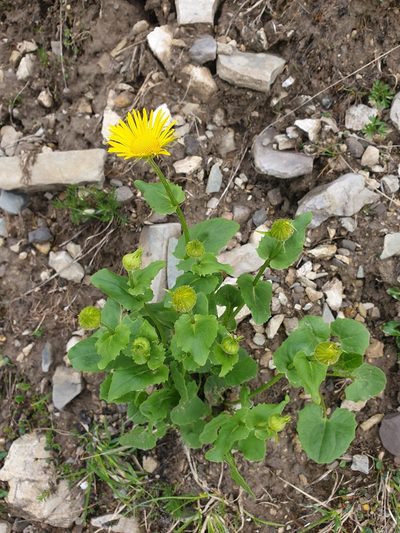 Doronicum columnae, photographed by Étienne Léveillé-Bourret