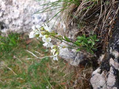 Arabis pumila, photographed by Étienne Léveillé-Bourret