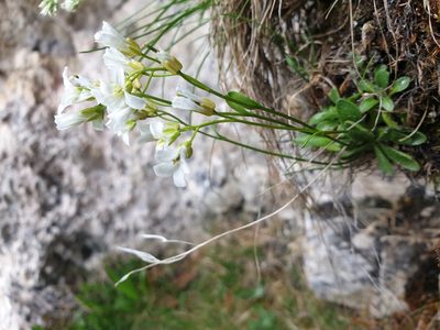 Arabis pumila, photographed by Étienne Léveillé-Bourret