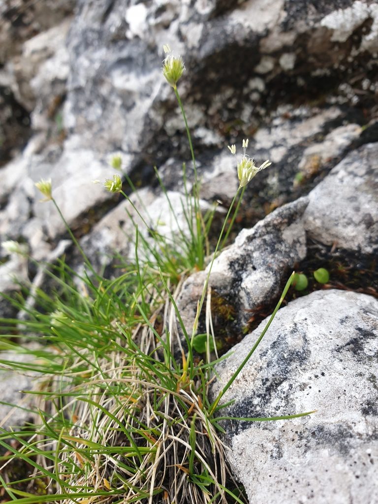 Sesleriella sphaerocephala, photographed by Étienne Léveillé-Bourret
